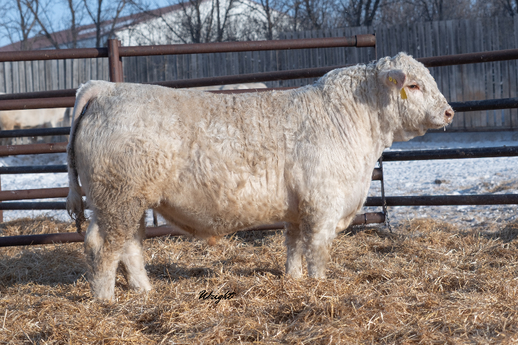 bull
